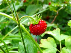 Strawberries