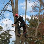 man cutting a tree